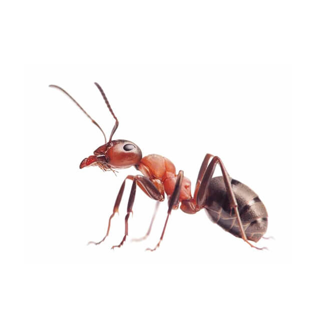 уничтожение муравьев на даче