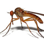 Уничтожение комаров на участке в СПБ и Ленобласти