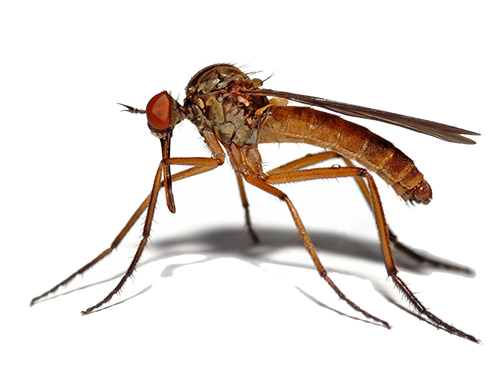 Уничтожение комаров на участке в СПБ и Ленобласти