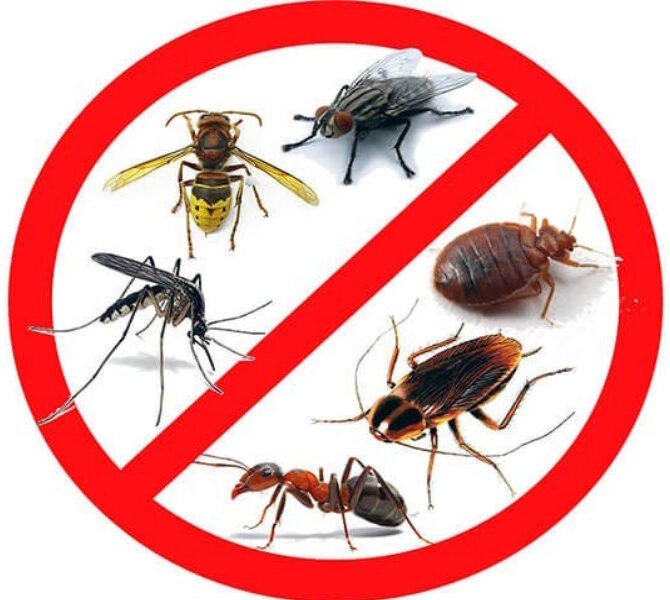 уничтожение клещей и муравьев на участках